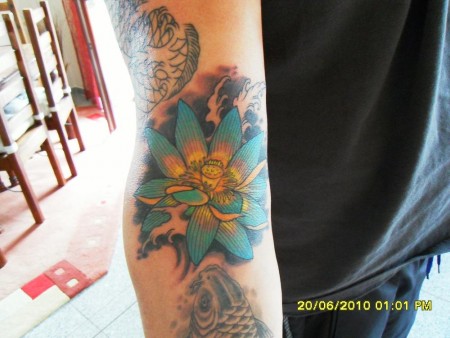 koi lotus blüte