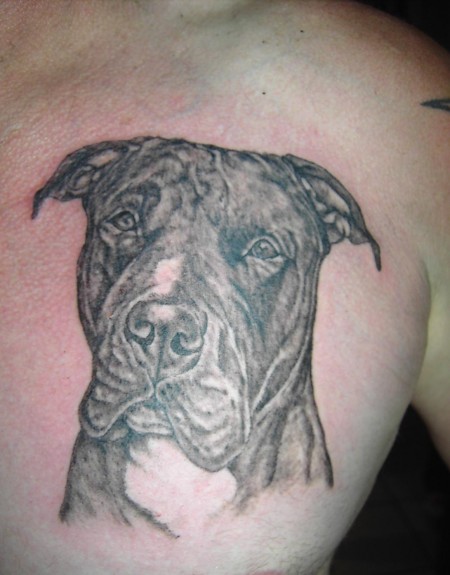 Pit Bull Portrait