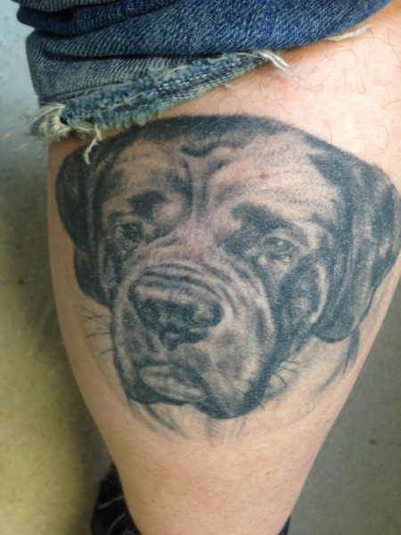 Mastiff_Tatoo