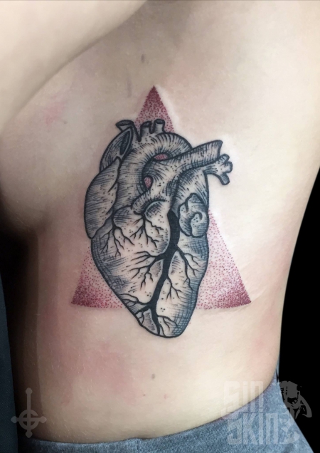 anatomisches Herz