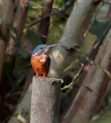 Eisvogel's Bild